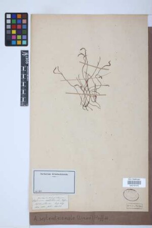 Asplenium septentrionale (L.) Hoffm.