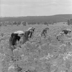 Tabakernte auf den Feldern der Landwirtschaftlichen Produktionsgenossenschaft in Konusch in der Gegend von Chaskowo