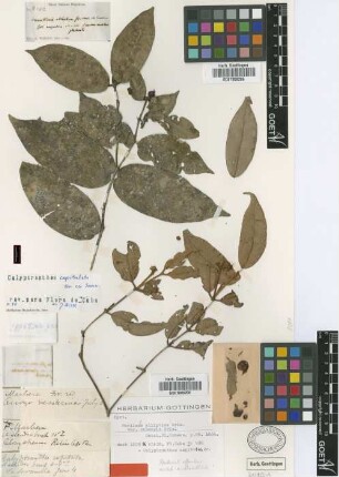 Marlierea elliptica Griseb. vvar. cubensis Griseb.