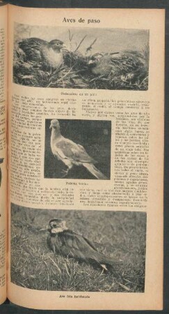 Aves de paso