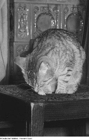 Katze, beim Fressen auf einem Stuhl