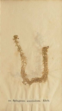 20. Sphagnum acutifolium. Ehrh,