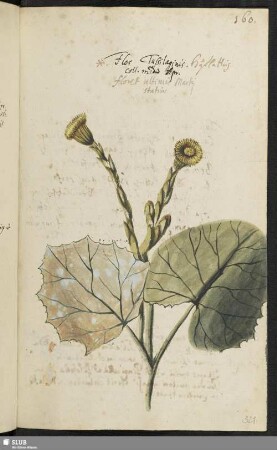 [Blatt 321-339]