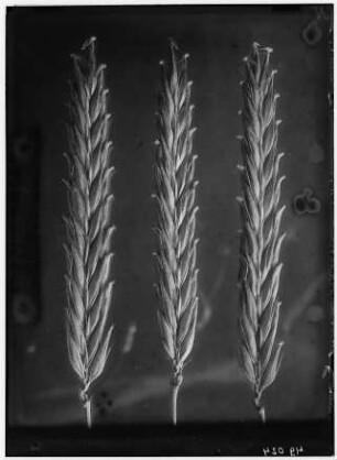 Kapuzengerste (Hordeum vulgare convar.vulgare, varitrifurcatum). Ähren