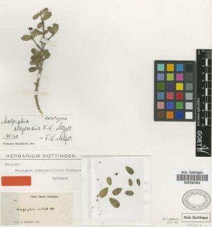 Malpighia nummulariifolia Nied. [syntype]