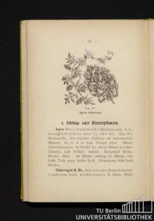 5. Schling- und Kletterpflanzen.