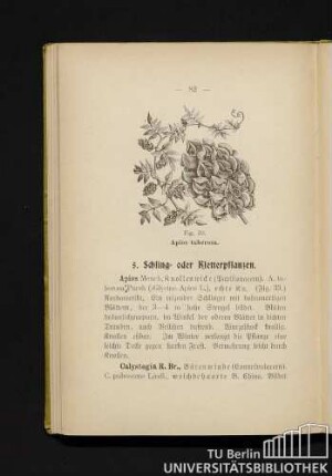 5. Schling- und Kletterpflanzen.