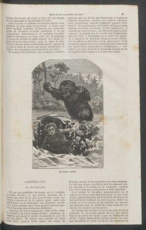 Capítulo XIV. - El oso cercado.