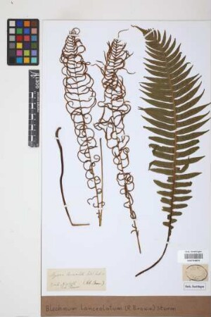 Blechnum lanceolatum (R.Br.) J.W.Sturm
