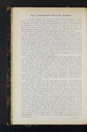 Fig. 7. Frontalschnitt durch das Grosshirn.