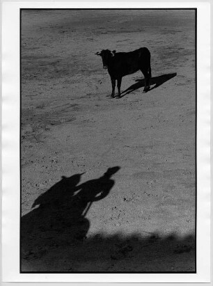 Spanien. Penaranda de Duero. Stier