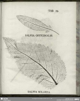 Tab. 29. Salvia Officinalis. (Echter Salbei) - Salvia Sclarea. (Scharlach-Salbey)