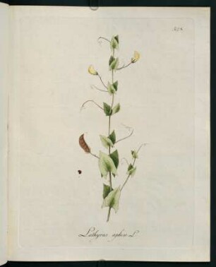 Lathyrus aphca L.