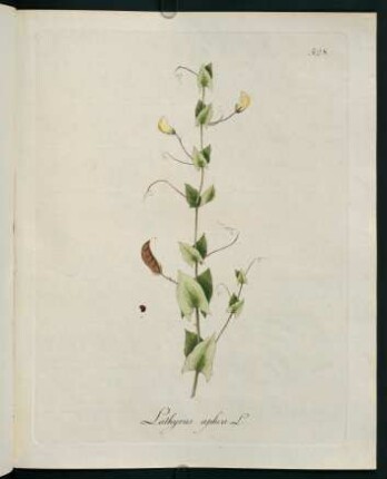 Lathyrus aphca L.