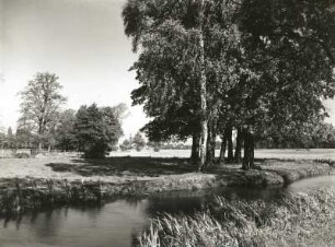 Landschaftspflege. Schöne Birkengruppe an Wasserlauf in Auenlandschaft