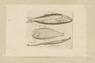 Hering, Seezunge und Langfisch, Blatt 7 der Folge "Fische und andere Meerestiere"