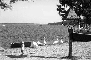 Waging: Schwäne am Strand
