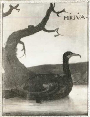 MIGVA brasil. Komoran, Scharbe (Phalacrocorax, Craculus brasilianus)