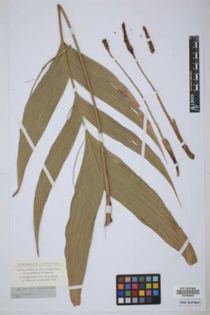 Geonoma