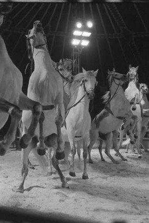 Gastspiel des Zirkus Barum auf dem Karlsruher Messplatz
