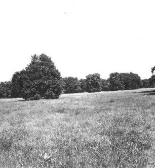 Cottbus. Branitzer Park (1846-1871; H. v. Pückler-Muskau). Wiesenfläche mit Solitärbaum und Baumgruppe. Blick vom großen Umfahrungsweg nach Westen