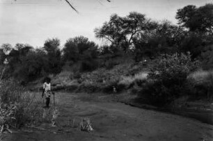Trockenbett : Ausgetrocknetes Flussbett des Limpopo-Flusses.