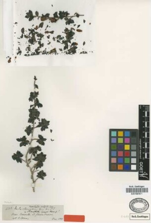 Acanthella sprucei Hook.f. [isotype]