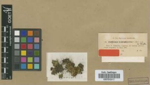 Fabronia hemisphaerica Müll.Hal. ex Broth. [isotype]