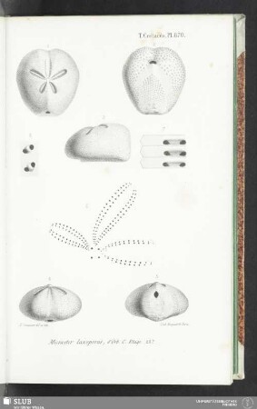 Pl. 870