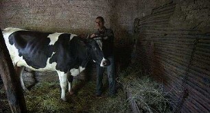 Holy Cow
