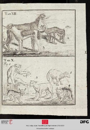 Tab. VII,X [Hunde, div. Tiere]