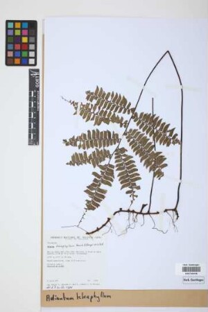 Adiantum tetraphyllum