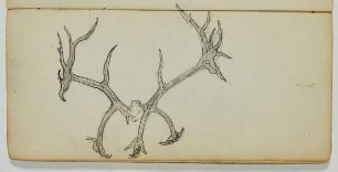 Hirschgeweih - Pferde- und Figurenstudie