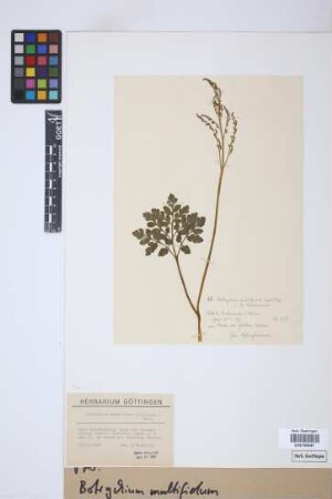 Botrychium multifidum (Gmel.) Rupr.
