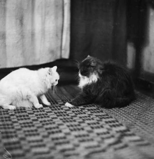 Zwei Katzen