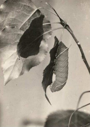 Pappelschwärmer (Smerinthus populi). Raupe. Leipzig
