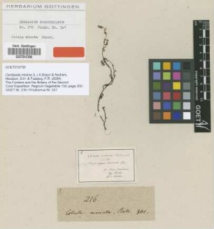 Cotula minuta G.Forst. [type]
