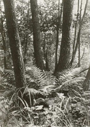Frauenfarn (Ahthyrium Filix femina) im Erlenbusch Milkel