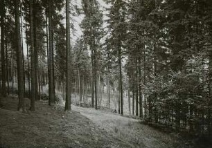 Forstwirtschaft im Erzgebirge. Zöblitz. Vier untergebaute Vorbau-Horste von Buche, Ahorn und Tanne zum Zweck der Mischebestands-Begründung