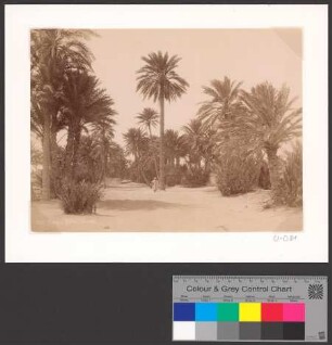 Oasis à Biskra-Algérie
