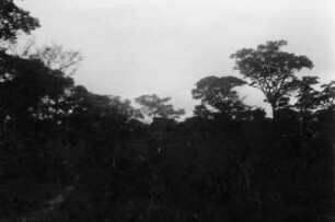Lichter Wald : Lichter Wald. Im Boden Granitgestein.