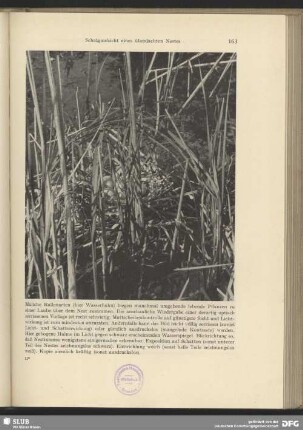 Nest des Wasserhuhns