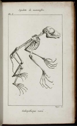 Pl. I. [bis] Pl. XV.