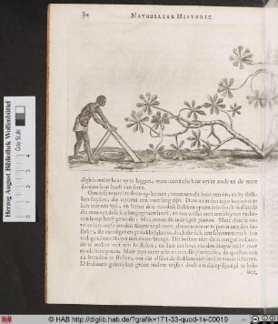 Van den Manyoc.
