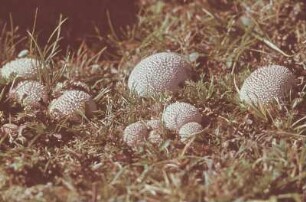 Boviste im Gras