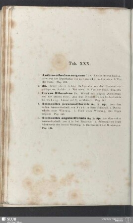 Tab. XXX.