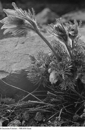 Ötztaler Alpen. Alpenschelle (Pulsatilla alpina L.)