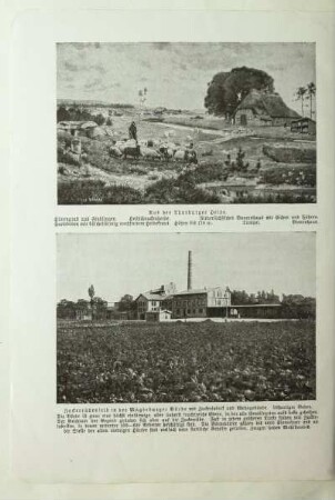 Zuckerrübenfeld in der Magdeburger Börde mit Zuckerfabrik und Wohngebäude