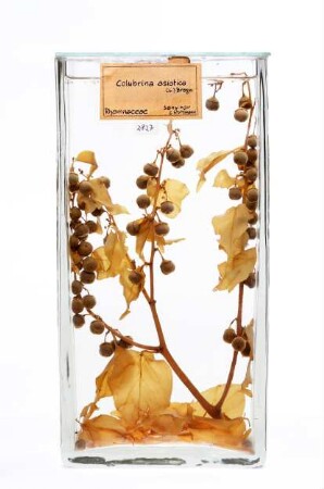 Colubrina asiatica (L.) Brongn. aus Sansibar (Tansania)