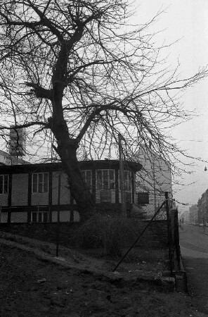 Fällung des von Fäulnis befallenen Christusdorns an der Ecke Karlstraße/Mathystraße
